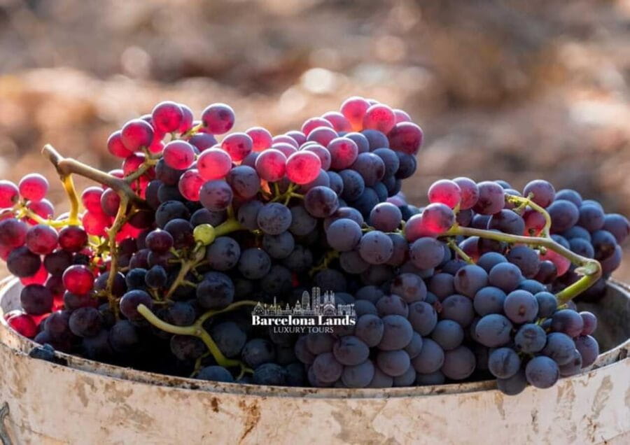 Barcelona: Tour Luxury for Priorat, Wine tasting & Lunch - Dining at a Michelin-Recognized Restaurant