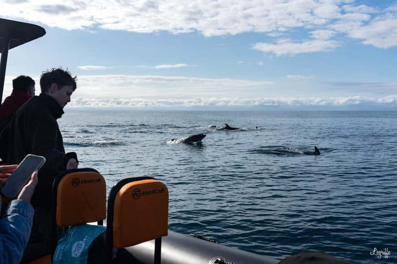 Basque Country : Whale and Dolphin Watching Boat Tours - Why This Boat Tour Is Worth It