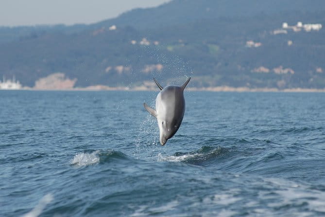 Become a dolphin protector! Lisbon Eco-dolphin watching - Practical Details: What to Expect on the Day