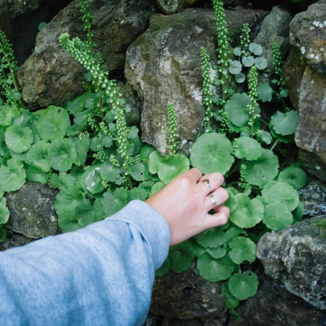Beginner Foraging Walk: Wild food walking tour & tasters - The Scenic Side of Foraging
