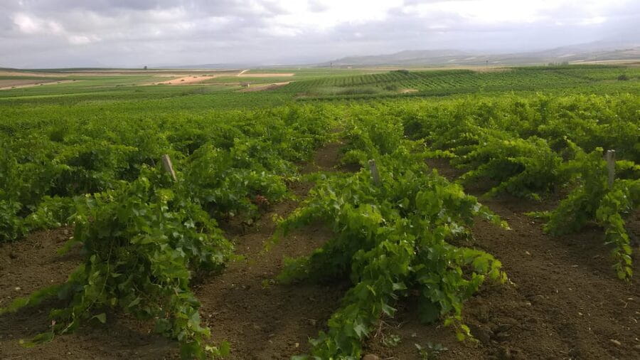 Belice wine tasting and flavors at winery in Menfi - The Sum Up