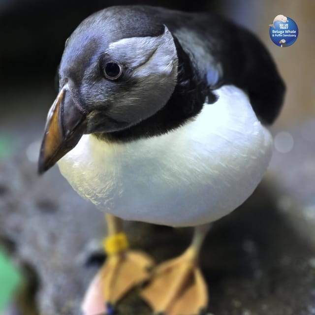 Beluga Whale Sanctuary - Admissions - The Cost and How It Compares to the Experience