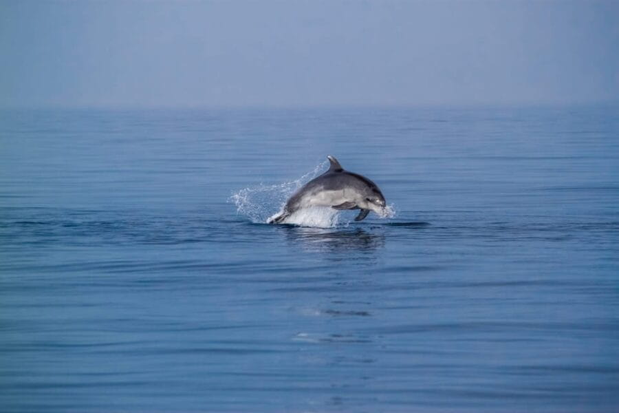 Benalmadena: Dolphin Sighting Boat Tour - Who this tour is perfect for