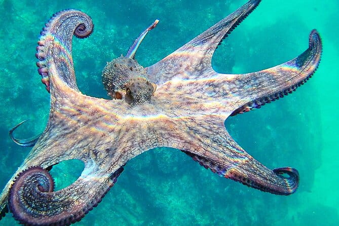 Berlengas Island Catamaran Tour + Snorkeling - Visiting the Fortress: A Touch of History