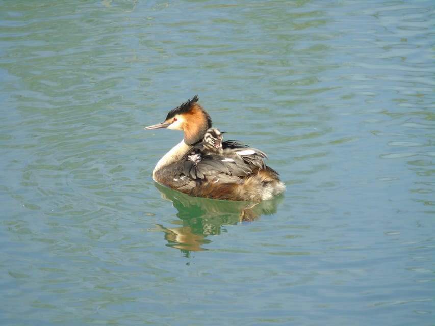 Birdwatching per Rickshaw - Price and Value Analysis