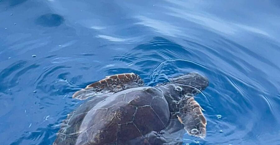 boat tour exploring and searching for dolphins in Acitrezza - Frequently Asked Questions (FAQ)