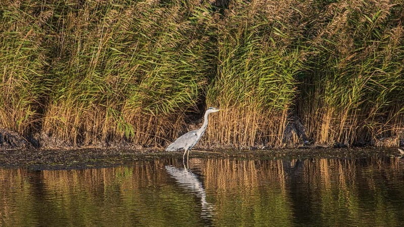 Boat trip to the Hanseatic city of Stralsund from Zingst - Who Would Love This Trip?
