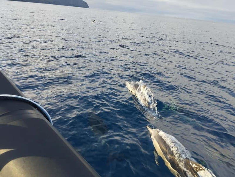 Boat trips to Corvo Island - Setting Sail from Porto das Poças: What to Expect