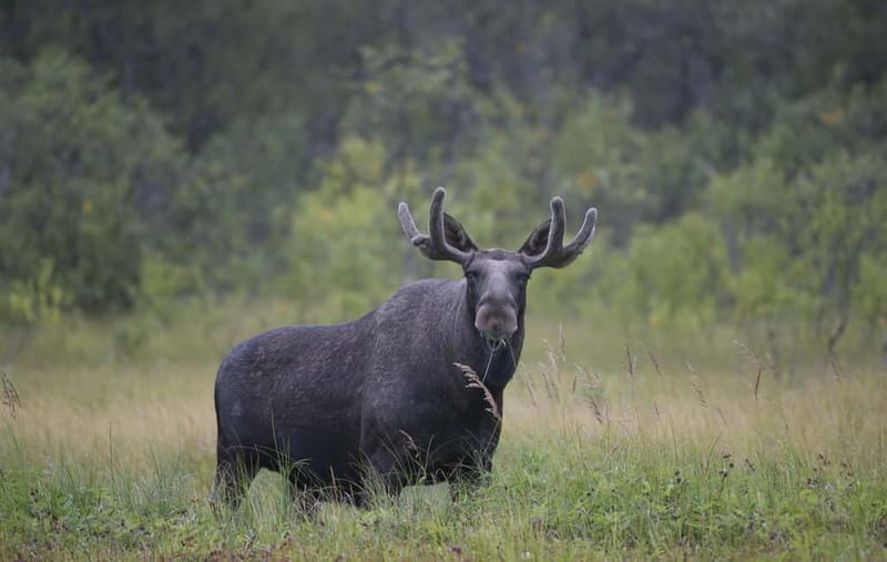 Bodø: Moose Safari Tour - The Scenic Drive and Photo Stops