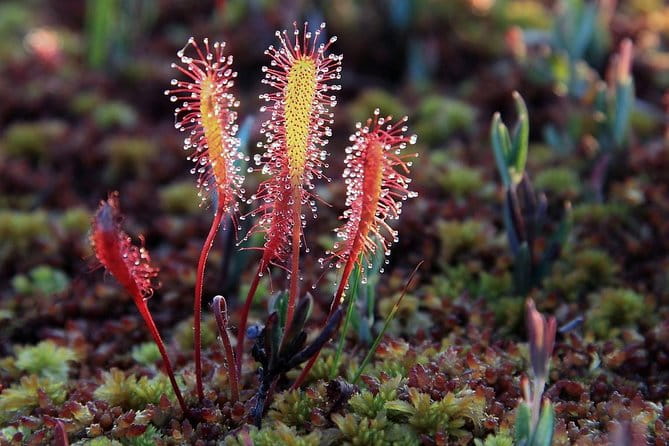 Bog-shoe Hiking Tour - What to Expect on the Bog-shoe Tour