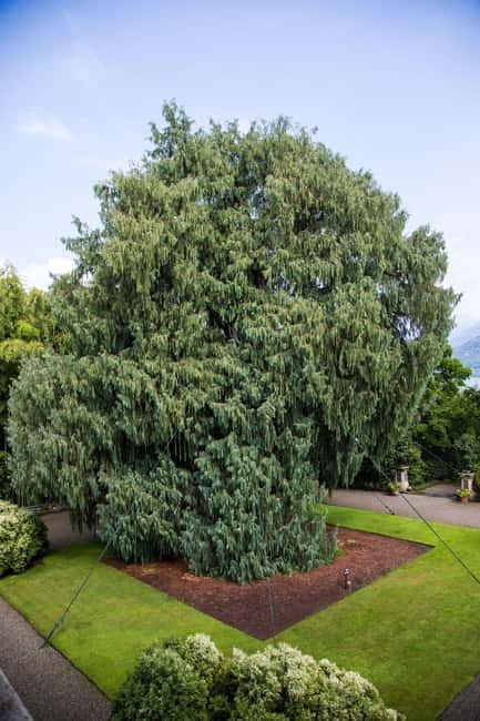 Borromean Islands: Isola Madre Open-Date Entry Ticket - Entering The Botanical Wonderland