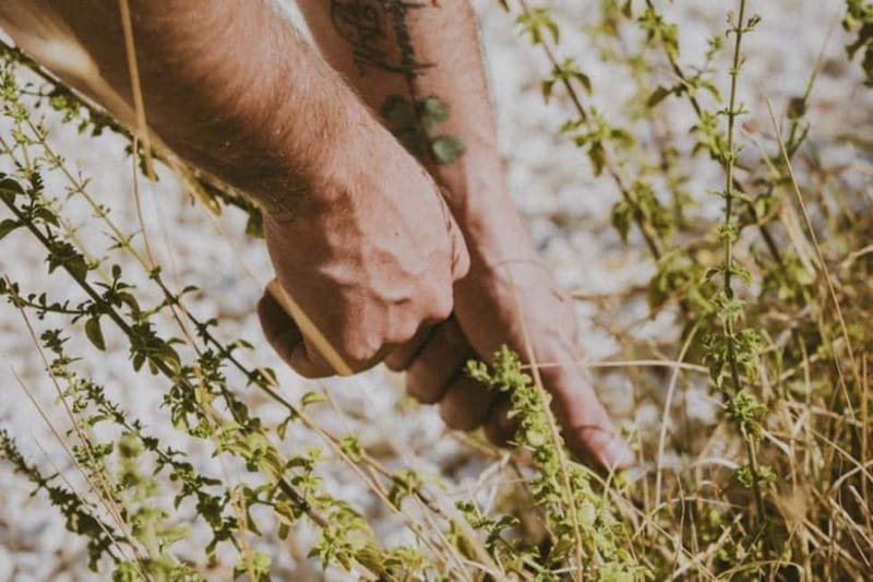 Botanical workshop & Nepeta's bitters tasting in Val di Noto - Exploring Casa Nepeta: A Scenic Setting for Creativity