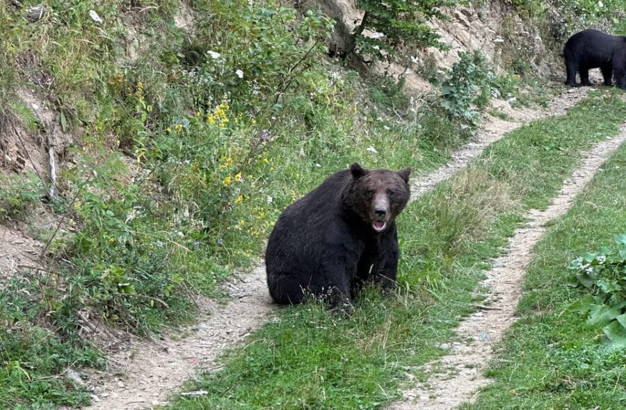 Brasov: Bear Watching in the Wild (From a Hideout) - The Practicalities: Logistics and Inclusions