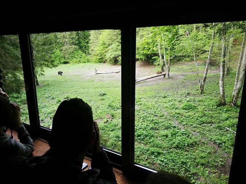 Brasov: Brown Bear & Wildlife Watching - What’s It Like in the Observation Hide?