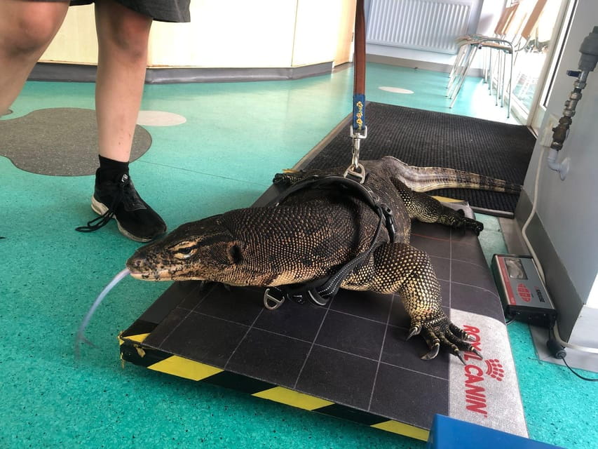 Bristol: Big Lizard Keeper for Two People - Practical Tips for Making the Most of the Visit