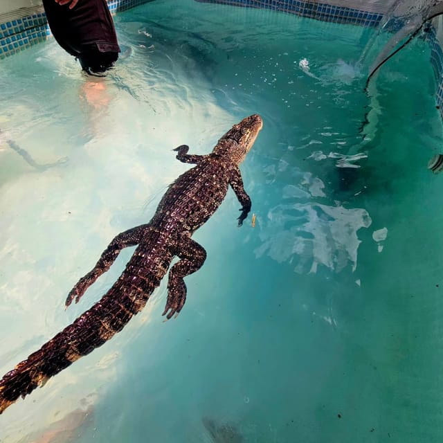 Bristol: Swimming with Crocodiles and Lunch x4 - Who Would Love This Experience?