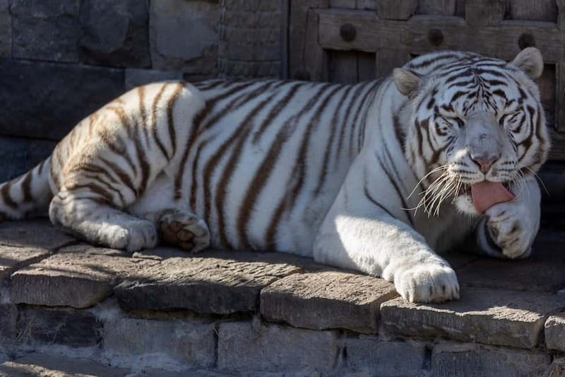 Brugelette: Pairi Daiza Zoo Entry Ticket - Exploring the Nine Themed Worlds