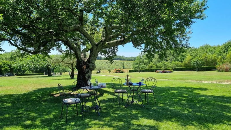 Buje: Istrian Family Farm with Walking Tour, Food, and Wine - Exploring Olive Groves and Vineyards