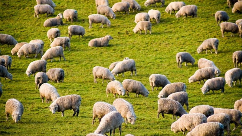 Burgos: sheep milking experience - Who Is This Experience Best For?