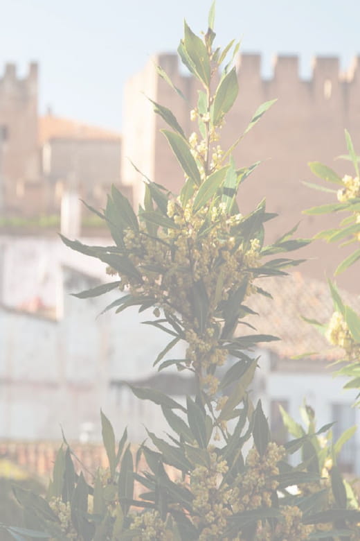 Cáceres: City Highlights Walking Tour with Local Guide - The Heart of the Old Town: Plaza de Santa Maria