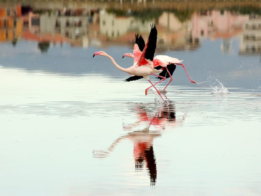 Cagliari Half-Day Private Sightseeing Tour - Walking the Medieval Heart of Cagliari