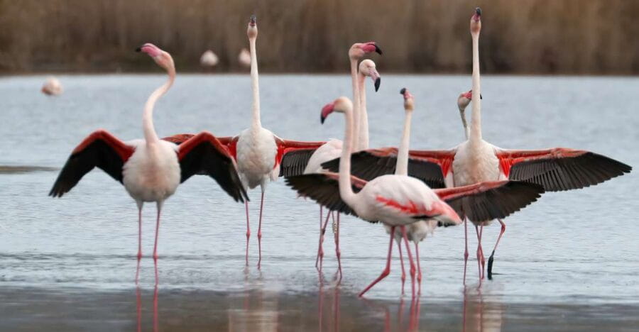 Cagliari: Molentargius Natural Park Segway Tour with Coffee - Exploring Molentargius Natural Park