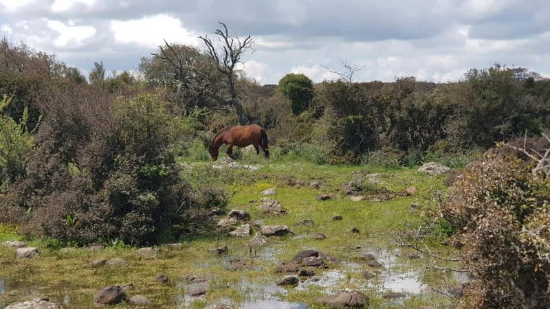 Cagliari: Nuraghe Barumini and Giara Park with Wine Tasting - FAQ
