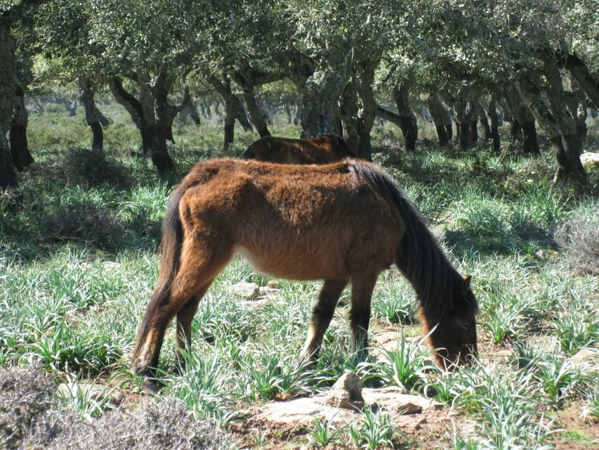Cagliari: Su Nuraxi Barumini Unesco & Giara Horses 4h Tour - Who Will Love This Tour?