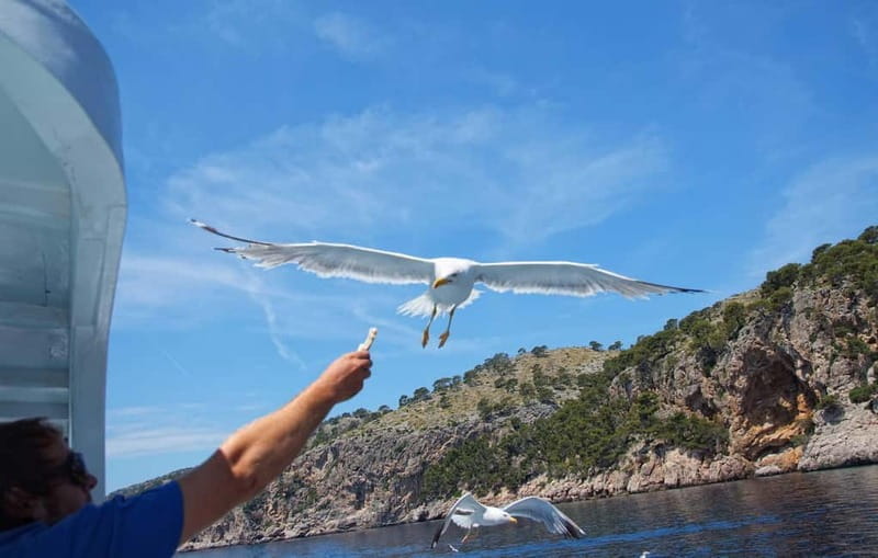 Can Picafort: Boat trips along the north coast of Mallorca - Final Thoughts: Is This Mallorca Boat Trip Worth It?