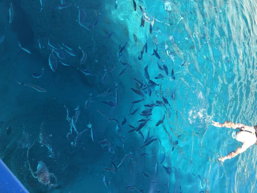 Can Picafort: Dolphin Watching Boat Tour with Swimming - The itinerary: from departure to swimming