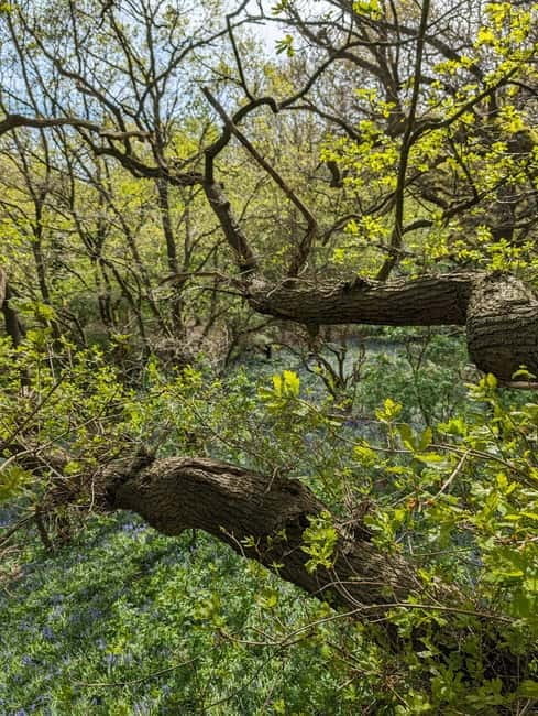 Canterbury: City Nature Tour with Forest Bathing - Price and Logistics