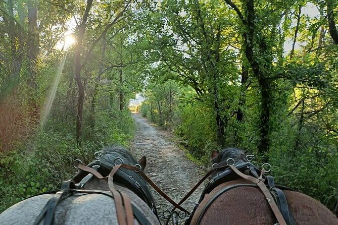 Carriage rides in the heart of the Luberon - Final Thoughts