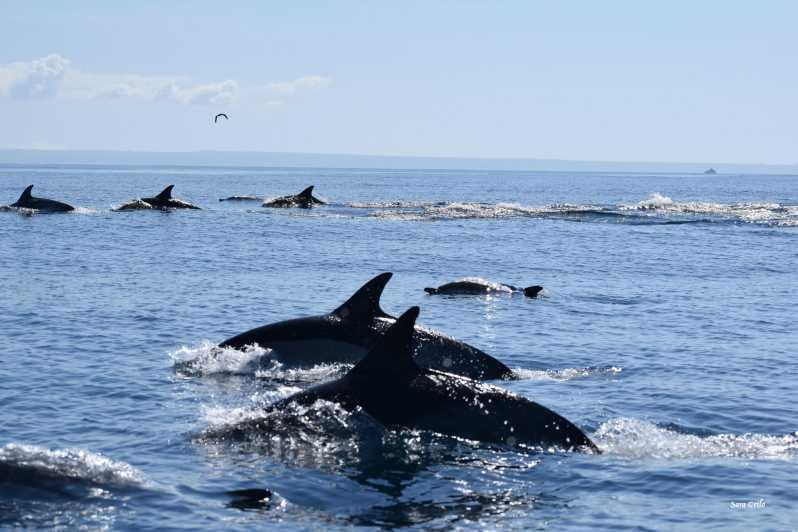 Cascais: Dolphin Watching Speedboat Tour - Practical Tips for Your Dolphin Watching Trip