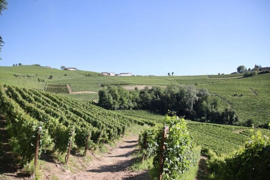 Castagnole delle Lanze: Saffron Walking Tour w/ Wine & Food - Entering Piedmont’s Saffron World