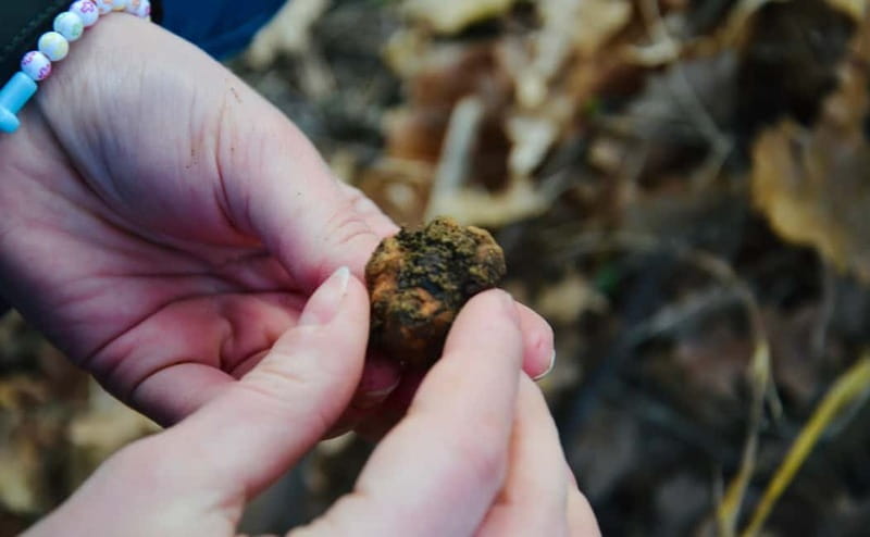 Castellina in Chianti: Truffle Search, Wine Tasting & Lunch - What to Expect: The Details of a Well-Structured Experience