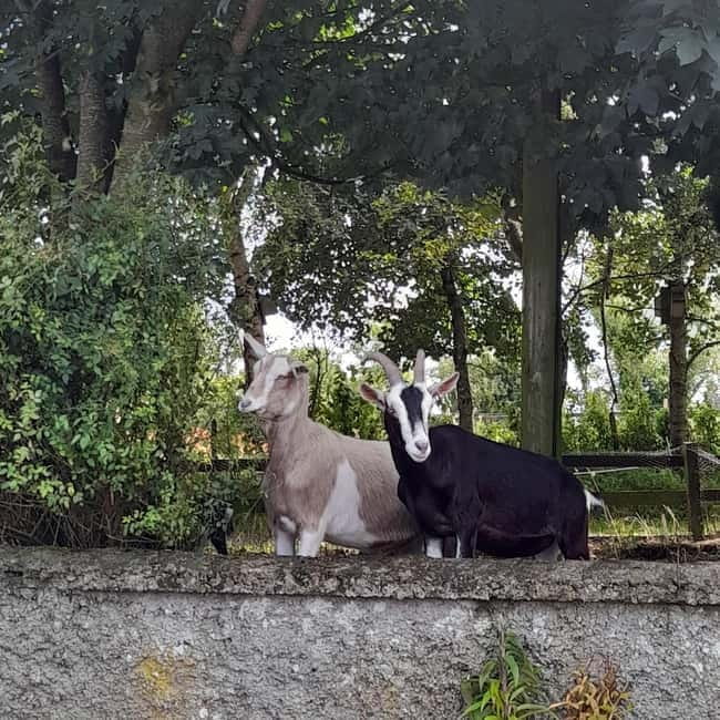 Castlegaddery: Murtagh's Organic Farm Entry Ticket - Practical Details: Planning Your Visit