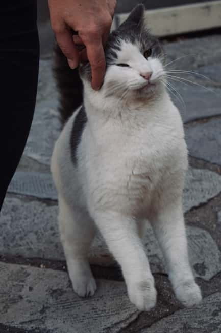 Cats of Athens - Walking Tour - Who Will Love This Tour?
