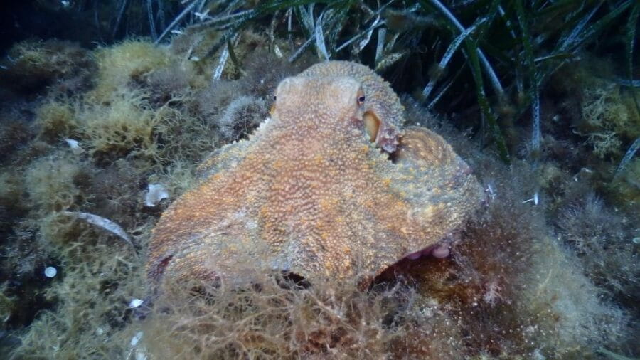 Chalkidiki: Scuba Diving for Beginners in Kassandra - Pricing and Value: Is It Worth It?