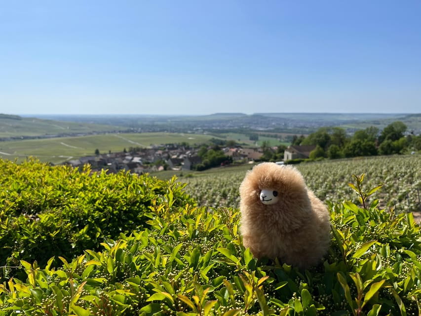Champagne Private Day Trip: Epernay & Reims 9 glasses - Visiting a Family Champagne Producer: Authenticity and Views