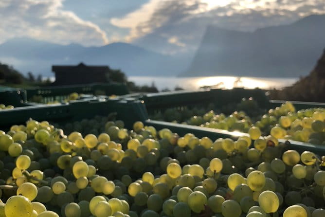 Cheese, Chocolate and Wine in the Bern Region from Luzern - Chocolate Heaven at Maison Cailler in Broc
