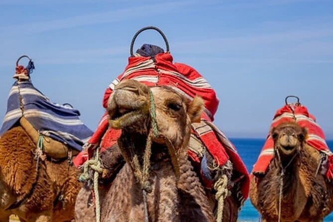 Chefchaouen Day Trip from Seville - Who Is This Tour Best For?