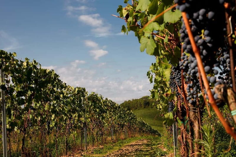 Chianti Colli Fiorentini Winery Tour 18km from Florence - The Tour Itself: What You Can Expect