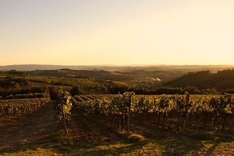 Chianti: Fattoria La Leccia - Guided Visit and Tasting - Practical Tips for Visiting