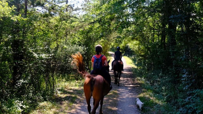 Chianti: Horseback Riding Through Vineyards and Woods - Final Thoughts: Is It Worth It?