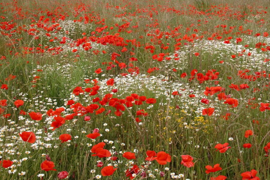 Cisternino: Journey among the fruit trees - The Lavender Labyrinth and Peaceful Landscapes