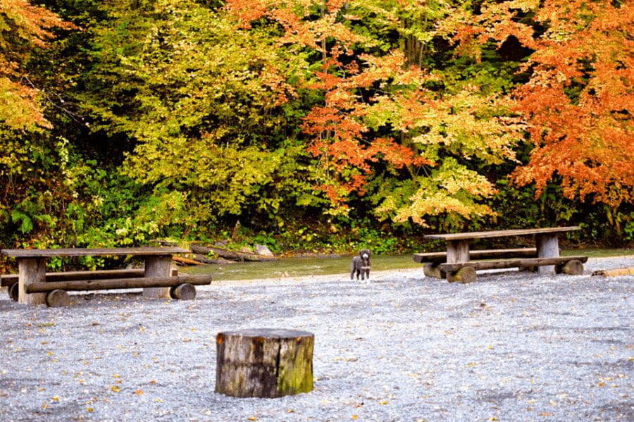 CJ03 - Day trip to Maramures Mocanita Train from Cluj Napoca - Discovering Romania’s Last Forest Railway: An Authentic Day Trip