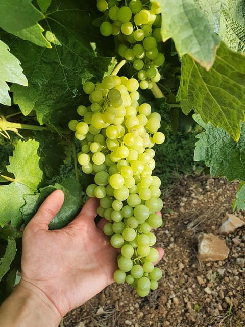 Cognac : Visit to a producer and food-pairing around his Cognacs - Price and Value Analysis