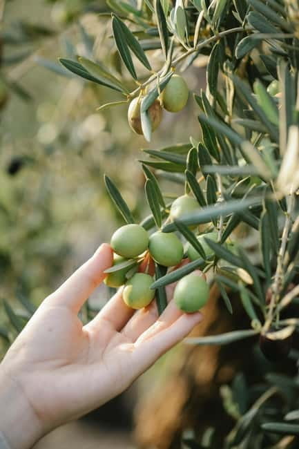 Corfu: Organic Farm and Olive Oil Tasting Tour - Who Should Consider This Tour?