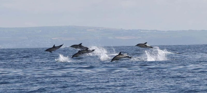 Cornwall: 2 hour Wildlife Watching RIB Tour - Exploring Cornwall from the Water: A Detailed Look