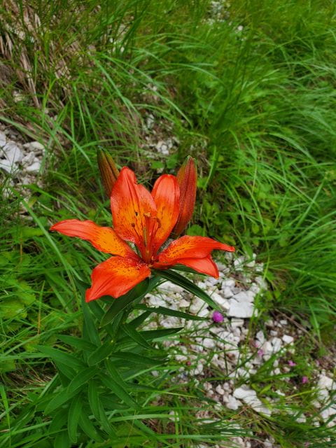 Cortina d'Ampezzo: High altitude off-road scenic spots tour - The Itinerary in Detail